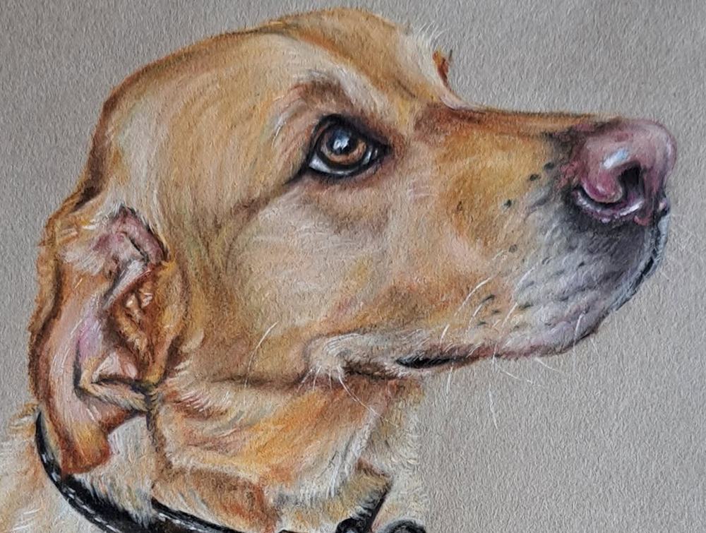 Close-up of a pastel portrait of Boris, a yellow Labrador, showing the soft fur and the eye