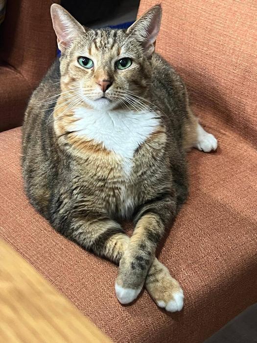Owner’s photo of a tabby cat on an armchair