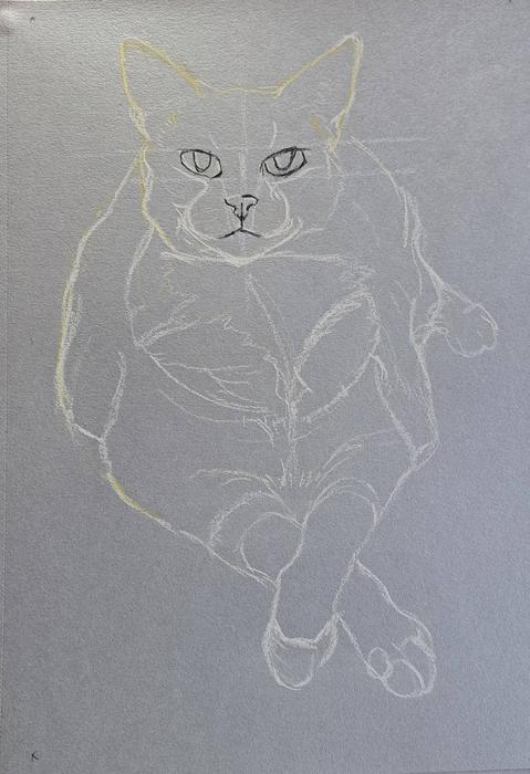 Pencil and pastel sketch of the cat