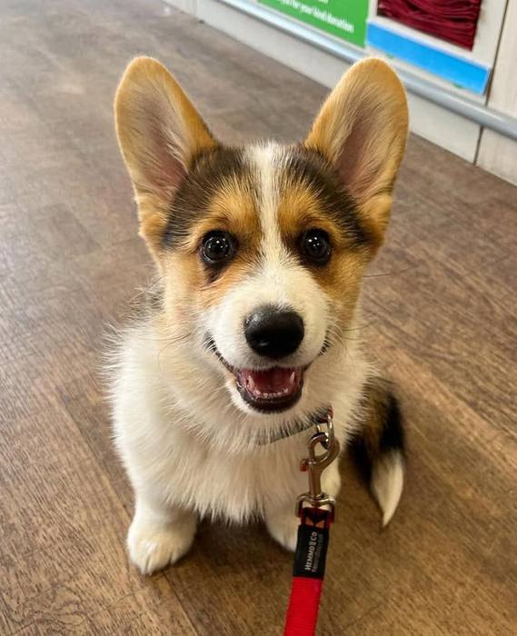 Reference photo: Corgi puppy