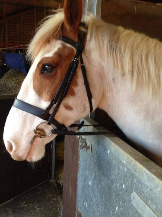 Reference photo: Skewbald pony