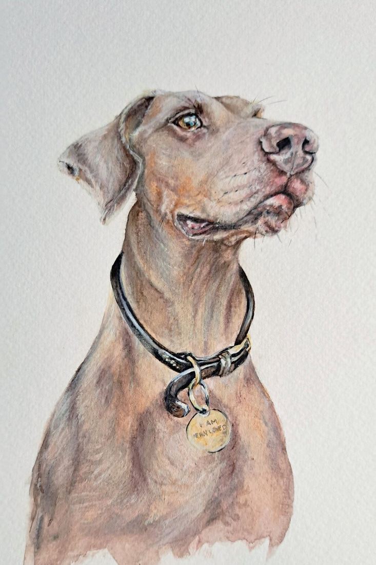 Alan, Weimaraner, a4 watercolour