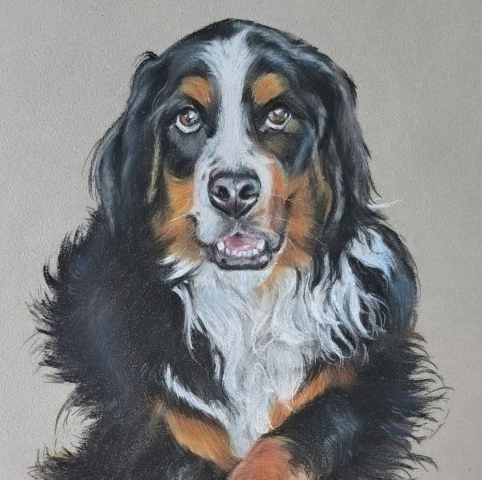Bernese mountain dog, pastel