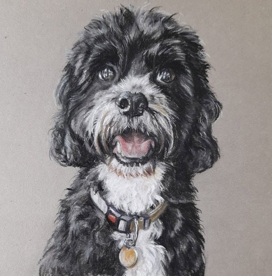 Black and white cockapoo, pastel