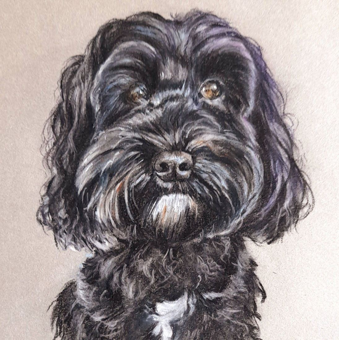 Black cockapoo, pastel