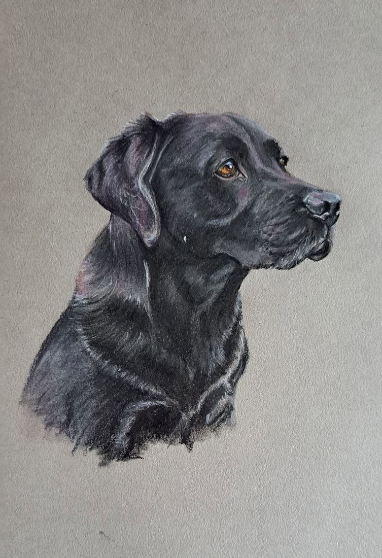Black Labrador, pastel