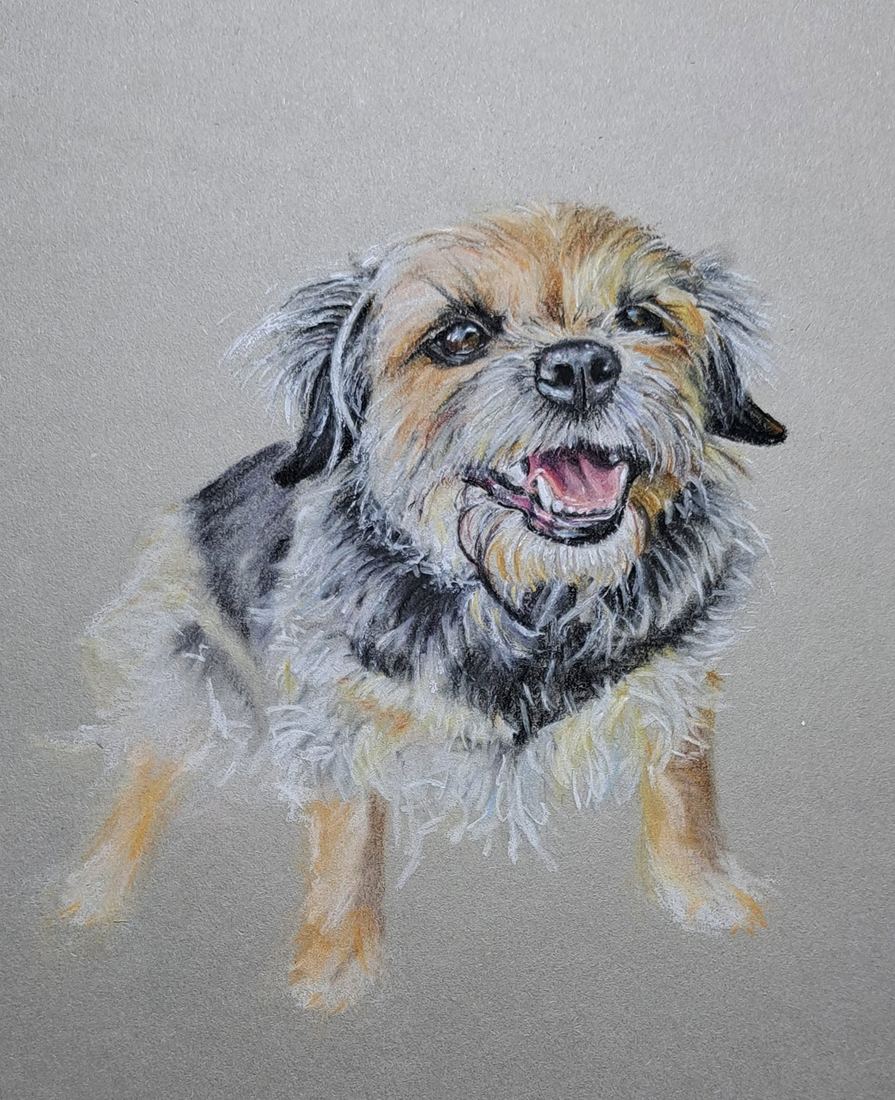 Border terrier, pastel