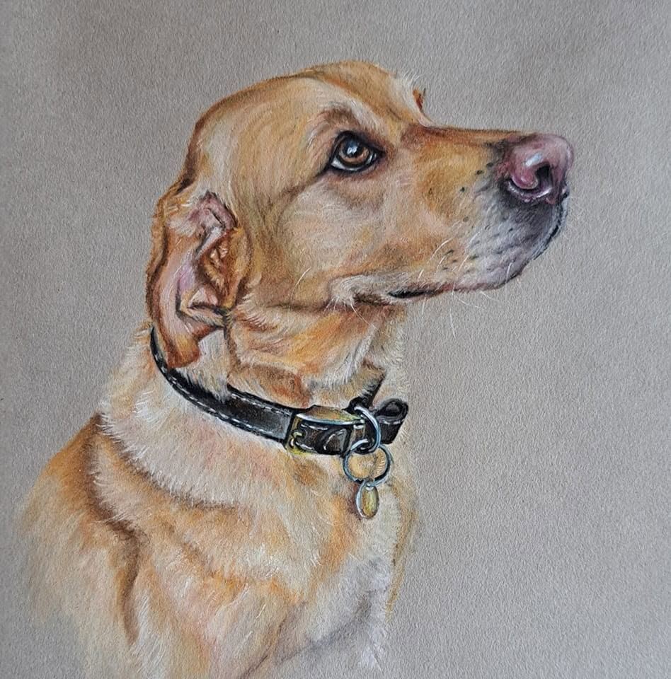 Boris, yellow Labrador, pastel
