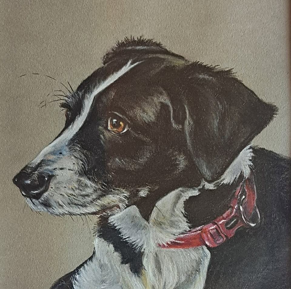 Collie cross, pastel