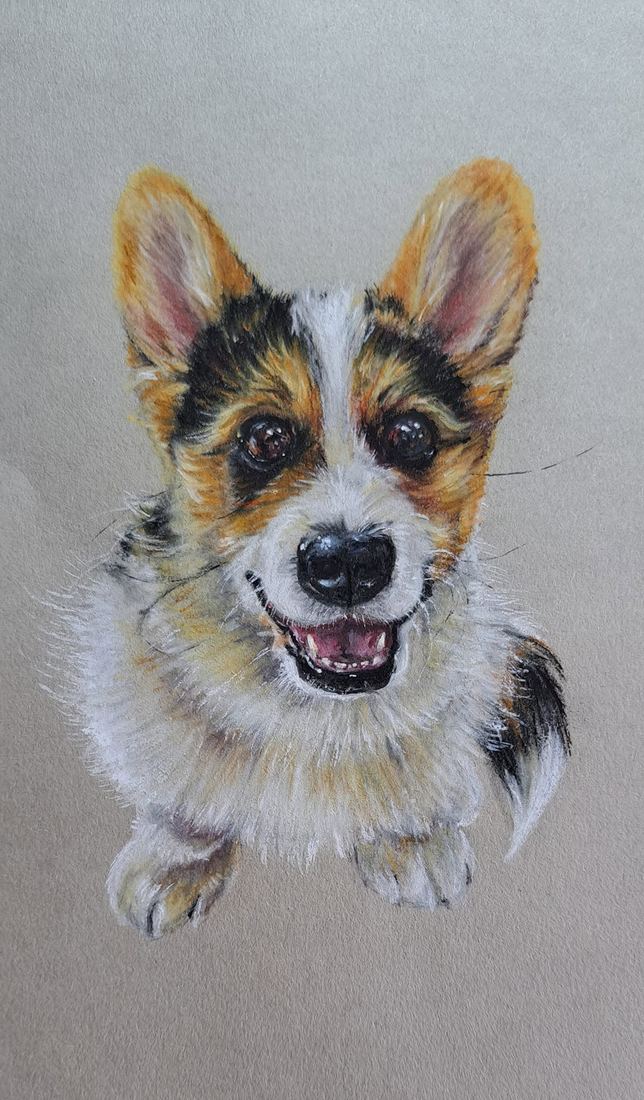 Corgi puppy, pastel