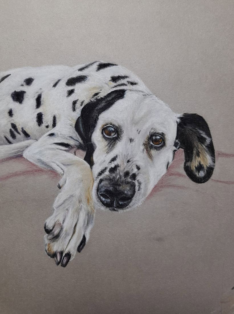 Dalmatian, pastel