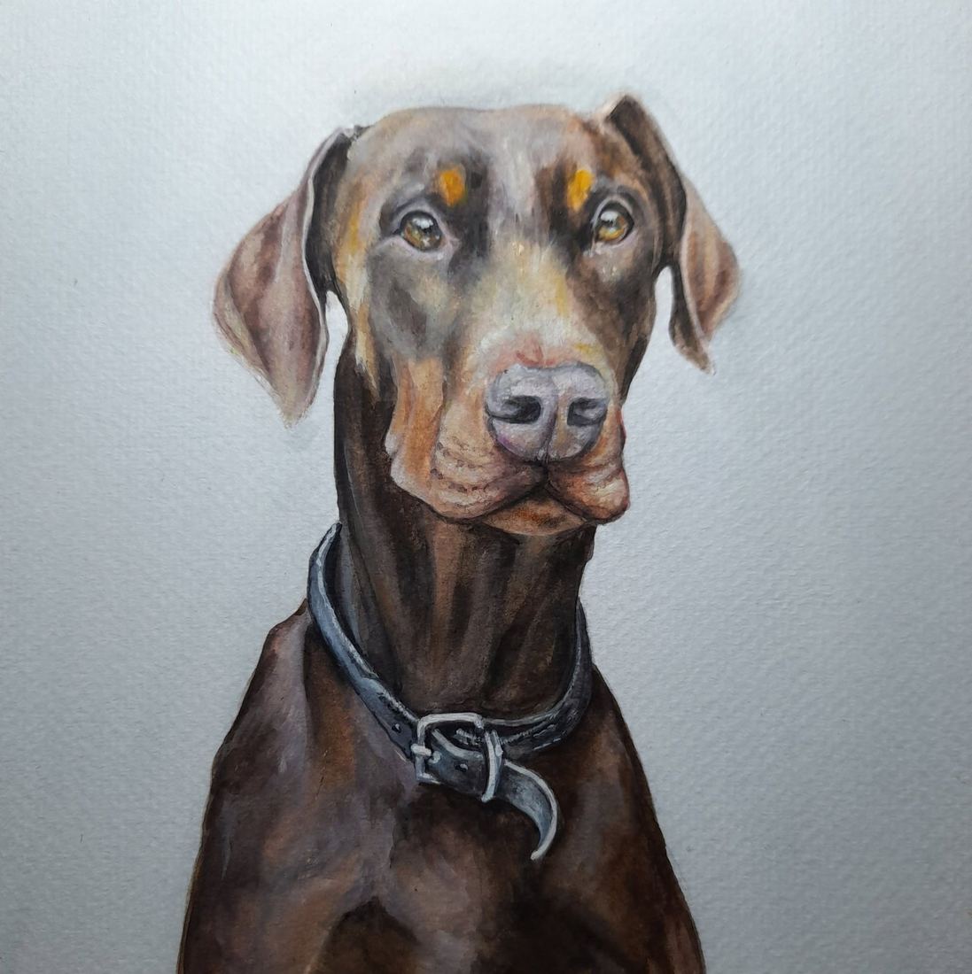 Dobermann, watercolour