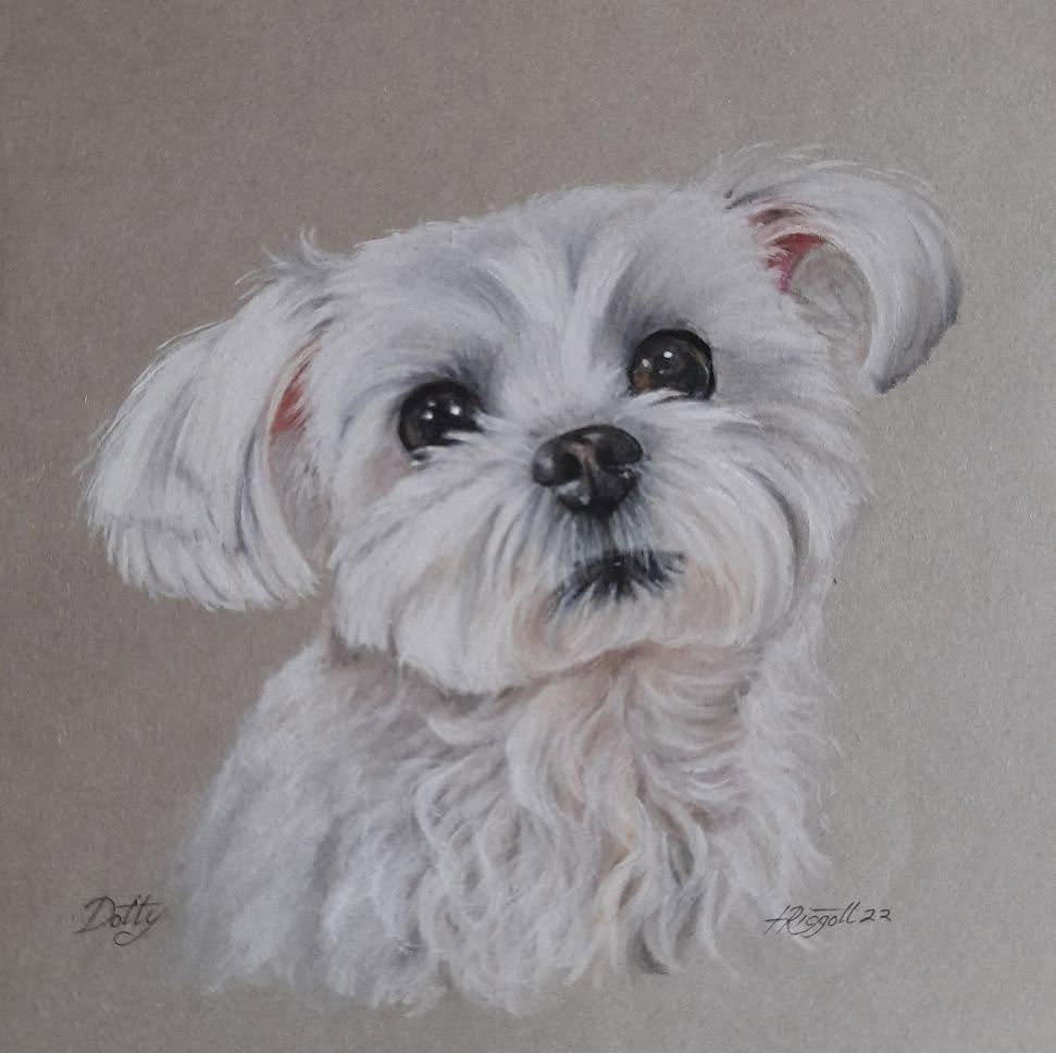 Dotty, a Maltese, pastel