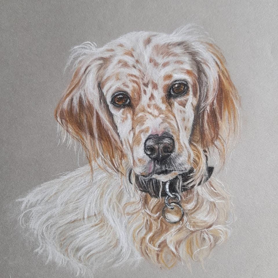 English setter, pastel