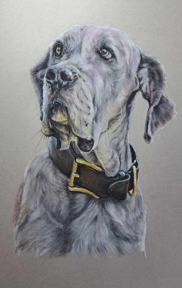 Great Dane, pastel
