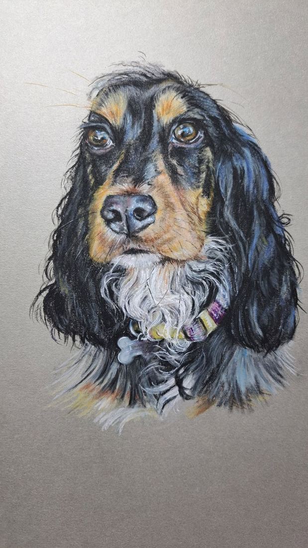 Harley, cocker spaniel, a4 pastel