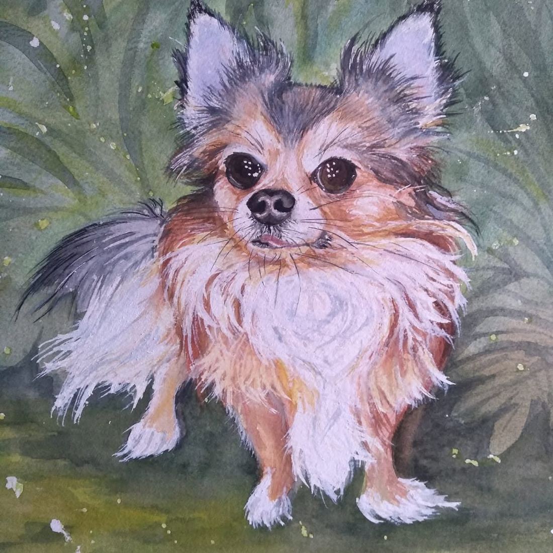 Long-haired Chihuahua, watercolour