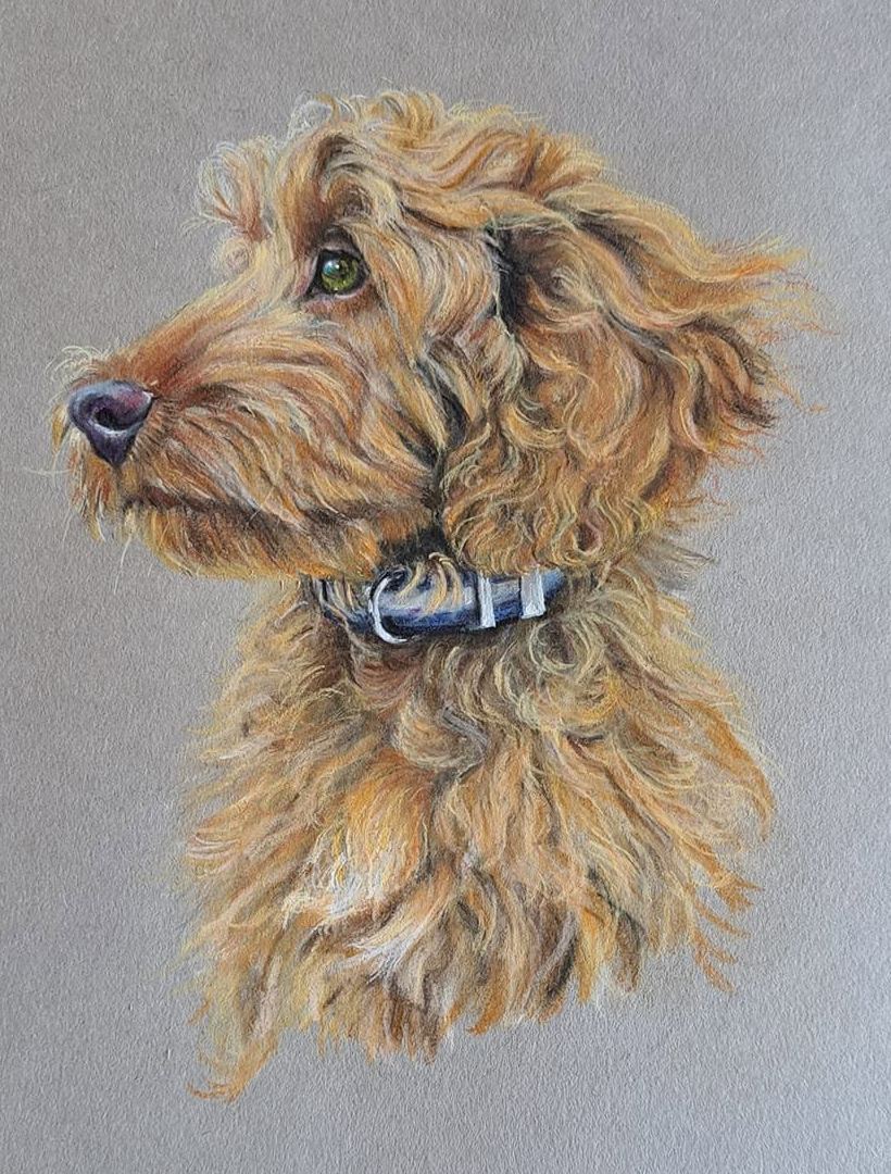 Reggie, red cockapoo, pastel