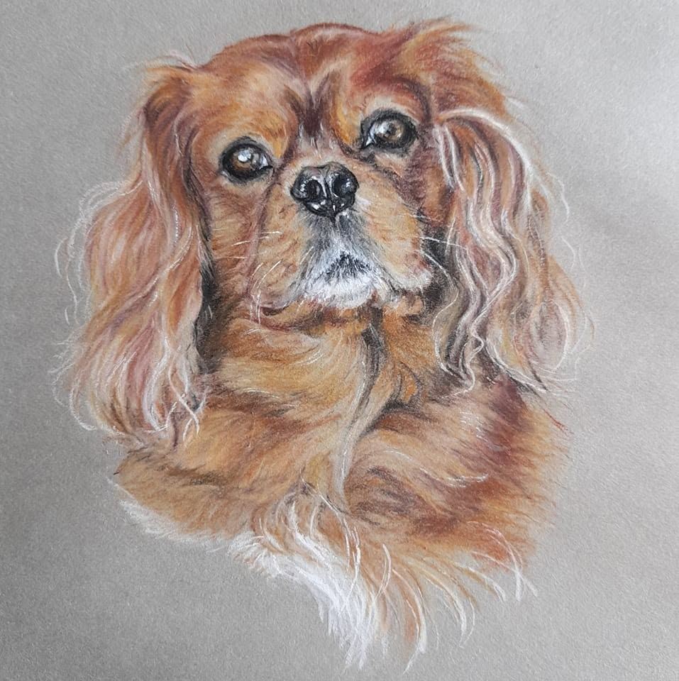 Ruby Cavalier King Charles spaniel, pastel