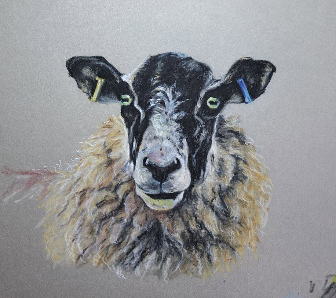 Sheep, pastel