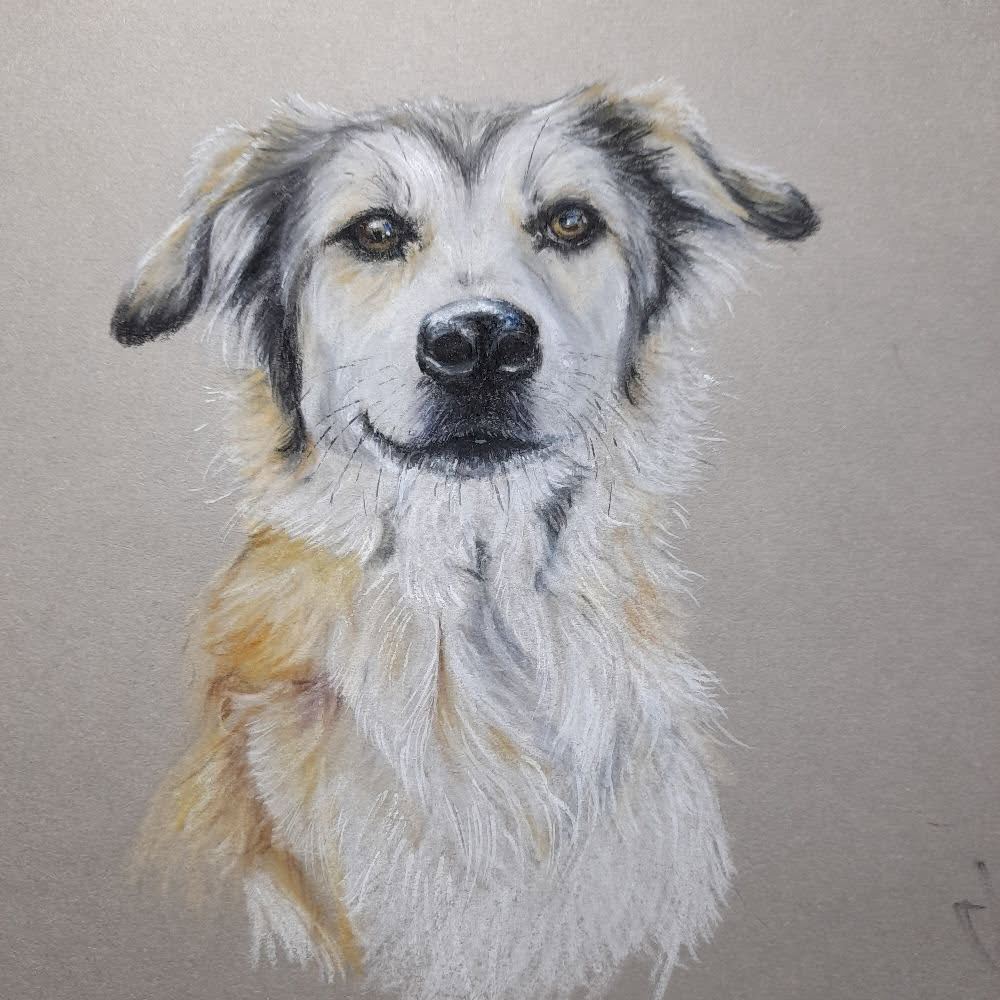 Shepherd-type cross, pastel