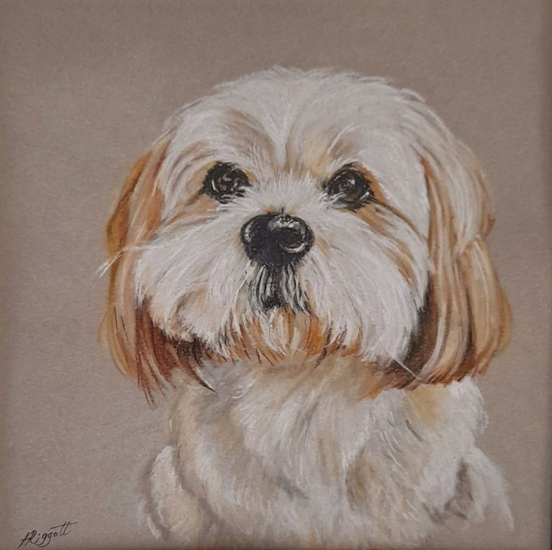 Shih Tzu, pastel