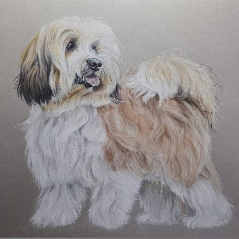 Tibetan terrier, pastel
