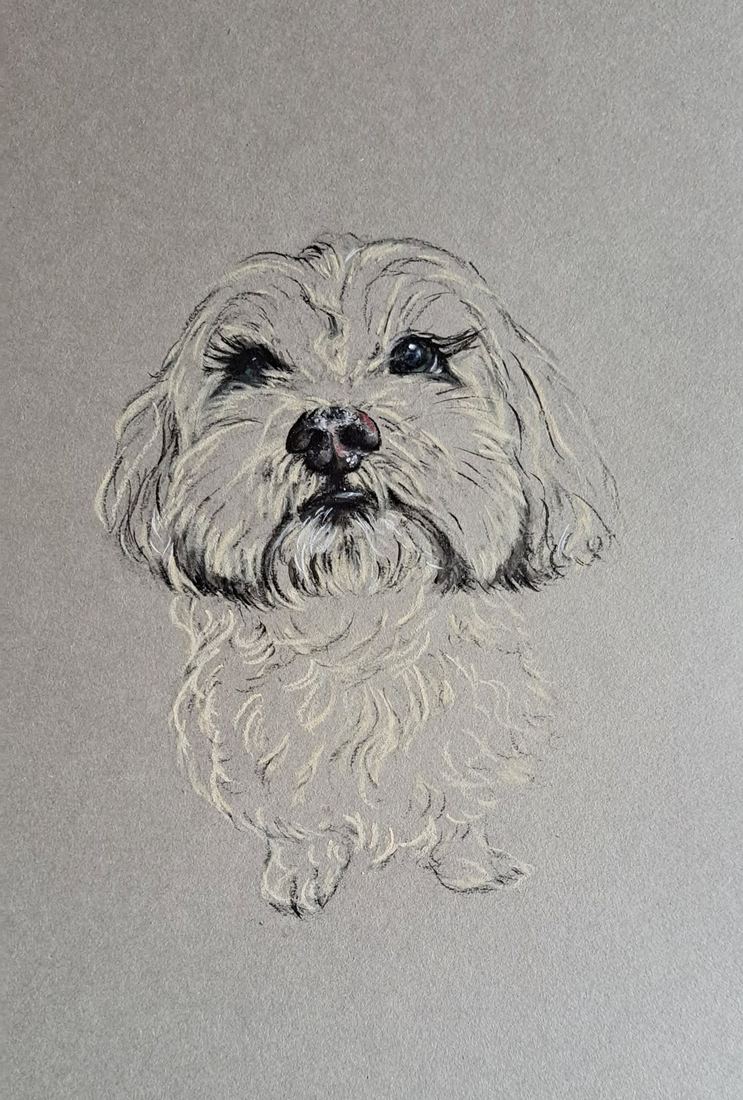 Vinny, charcoal and highlights