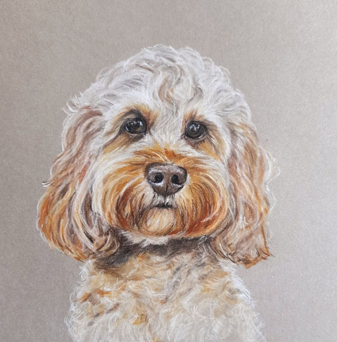Willow, cockapoo, pastel