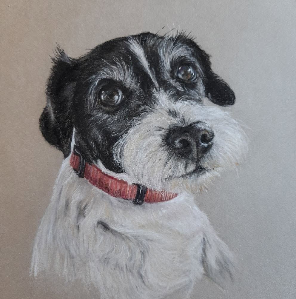 Wire-haired terrier, pastel
