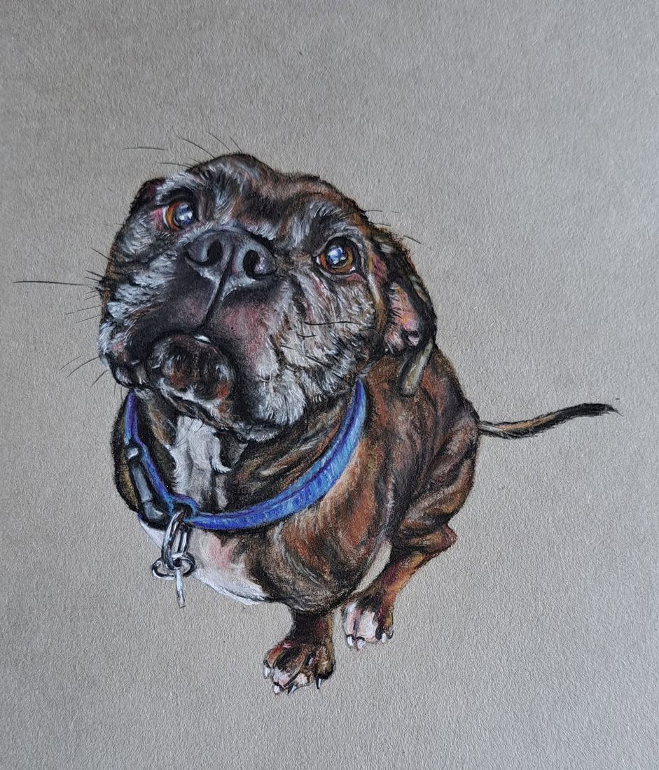 Zeus, Staffordshire bull terrier, pastel