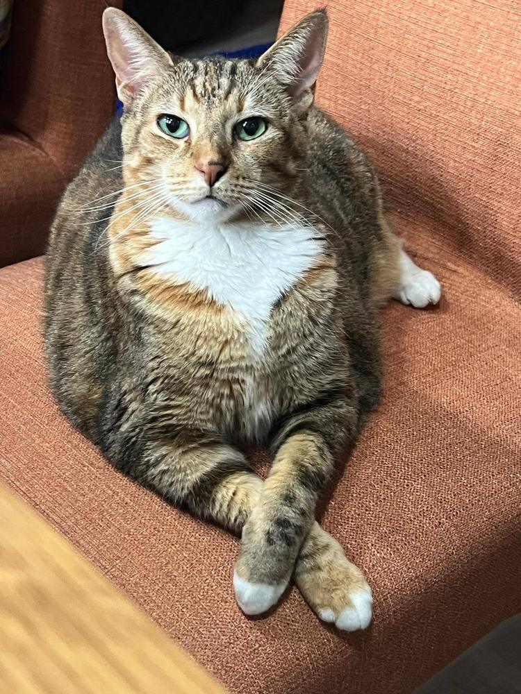 Tabby and white cat: Owner’s photo